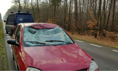 Wypadek z jeleniem koło Piotrkowa Trybunalskiego. Fot. Policja