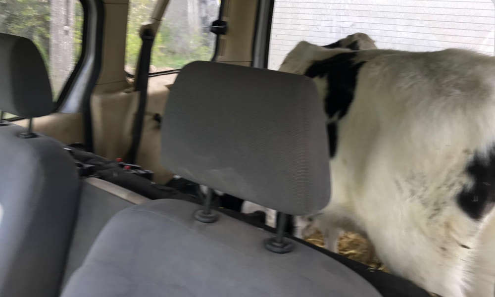 Kierowca pod Olsztynem przewoził w bagażniku dwa cielaki. Fot. Policja