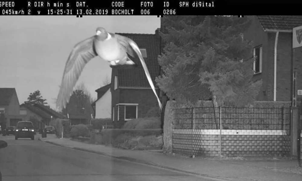 Gołąb zarejestrowany przez fotoradar w niemieckim Bocholt