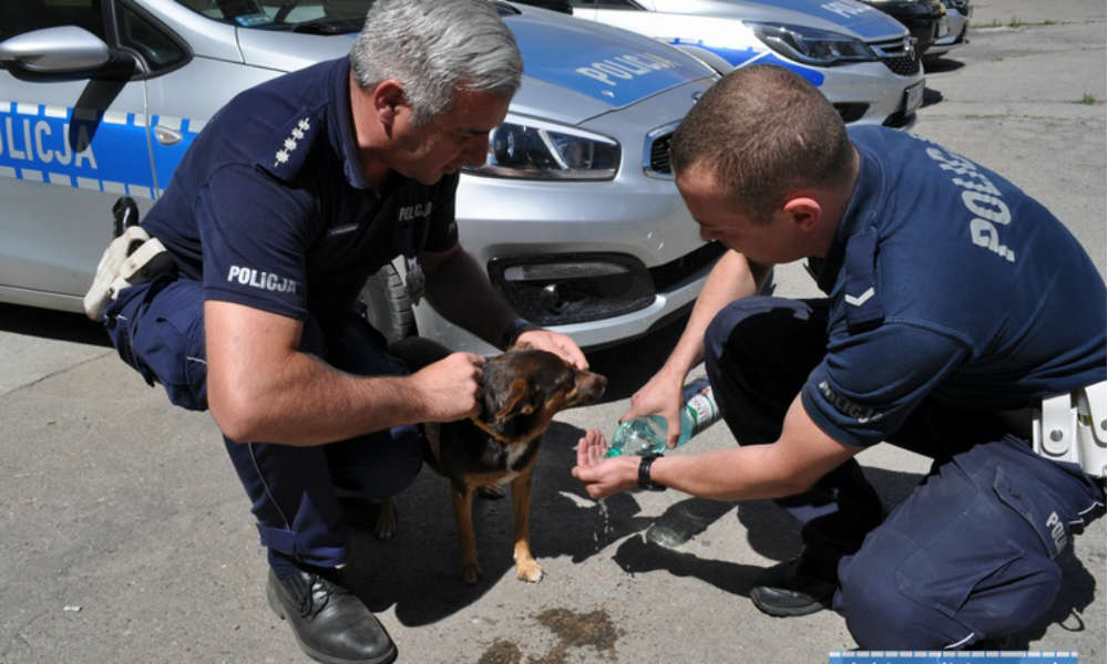 Policjanci odnaleźli psa. Szukał go chłopiec, który stracił w wypadku mamę i siostrę. Fot. Policja