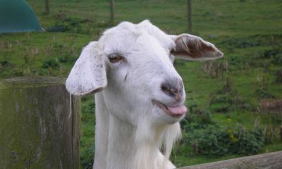 Koza. Fot. John Strammers/CC BY 2.0