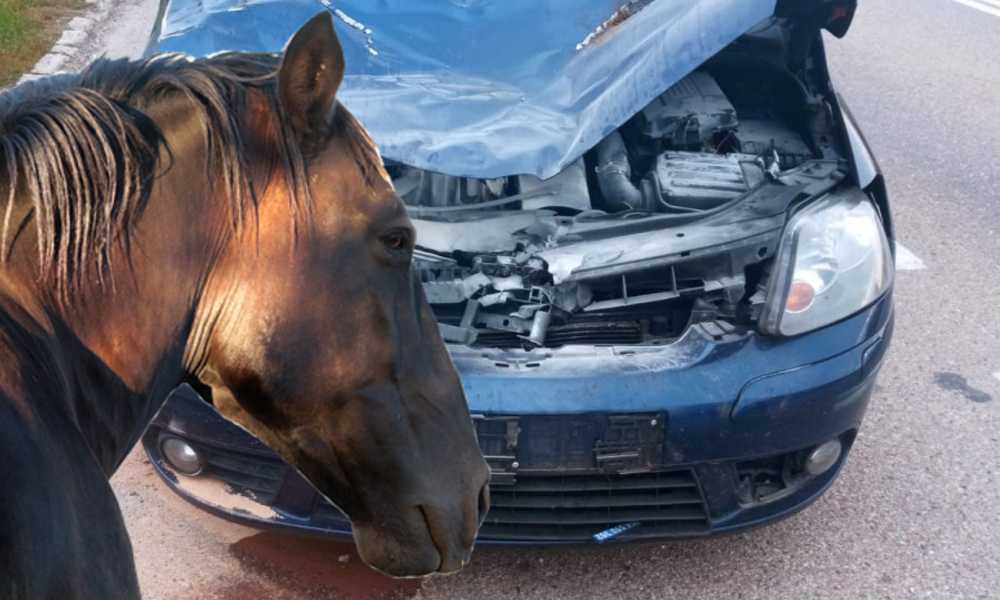 Kierowca osobowego volkswagena zderzył się z koniem