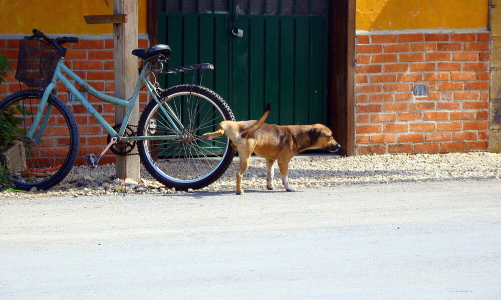 Pies przy rowerze na drodze. Fot. Sean and Lauren/Flickr/CC BY 2.0