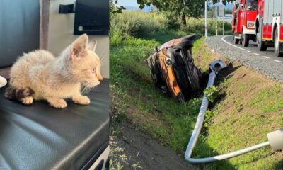 Kot przewożony luzem w aucie doprowadził do groźnej kolizji Fot. Policja