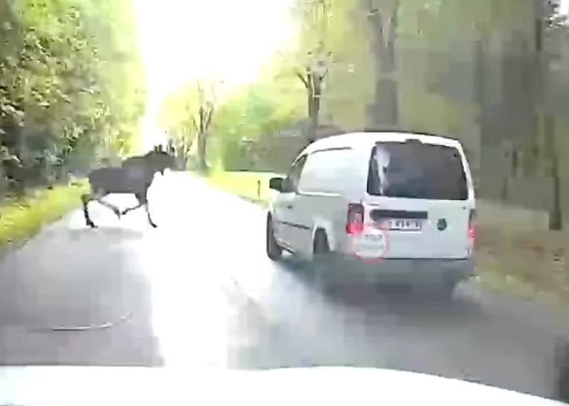 Wyprzedzał inny samochód, ale zauważył łosia