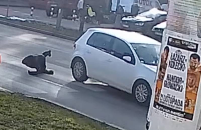 Piesza prawie uciekła, ale i tak została trafiona na pasach