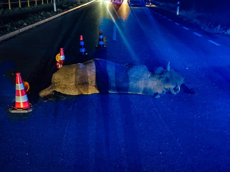 Podlaski problem z żubrami. Już 12 zderzenie w tym roku